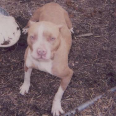 media/All Out Kennels Queen Pit Bull.jpg